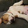 Buddy is registered to the contest to win money with this photo: puppy, dog, sleeping, nap, resting, couch, indoors, pet, animal, floppy_ear, white_fur, brown_patches, red_collar, pink_belly, curled_up, cozy, close_up, portrait, cute, relaxed