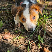 Buddy is registered to the contest to win money with this photo: dog, puppy, tricolor, portrait, outdoor, garden, grass, soil, leaves, clover, twigs, nature, animal, pet, cute, curious, lying_down, brown_fur, white_fur, black_fur