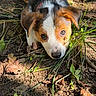 dog, puppy, tricolor, portrait, outdoor, garden, grass, soil, leaves, clover, twigs, nature, animal, pet, cute, curious, lying_down, brown_fur, white_fur, black_fur