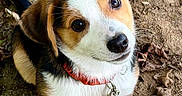 Buddy is registered to the contest to win money with this photo: puppy, dog, outdoors, leaves, brown_and_white, floppy_ears, collar, leash, sitting, looking_up, cute, portrait, pet, animal, ground, dirt, nature, paw, wide_eyes, photography