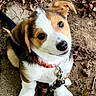 puppy, dog, outdoors, leaves, brown_and_white, floppy_ears, collar, leash, sitting, looking_up, cute, portrait, pet, animal, ground, dirt, nature, paw, wide_eyes, photography