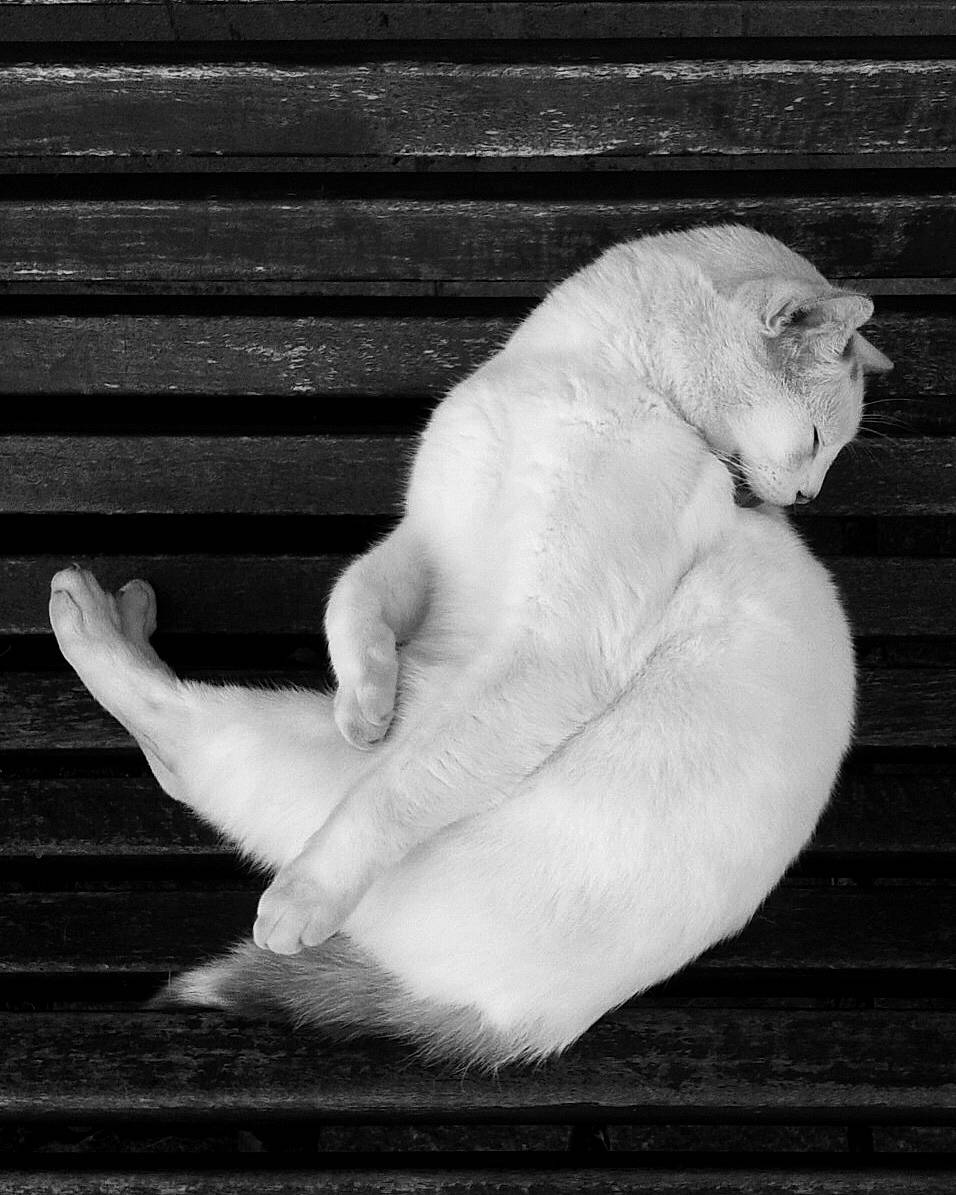 Ozzy participe au concours pour gagner de l'argent avec cette photo : black, black_and_white, canidae, cat, felidae, fur, hand, monochrome, monochrome_photography, paw, sporting_group, tail, whiskers, white