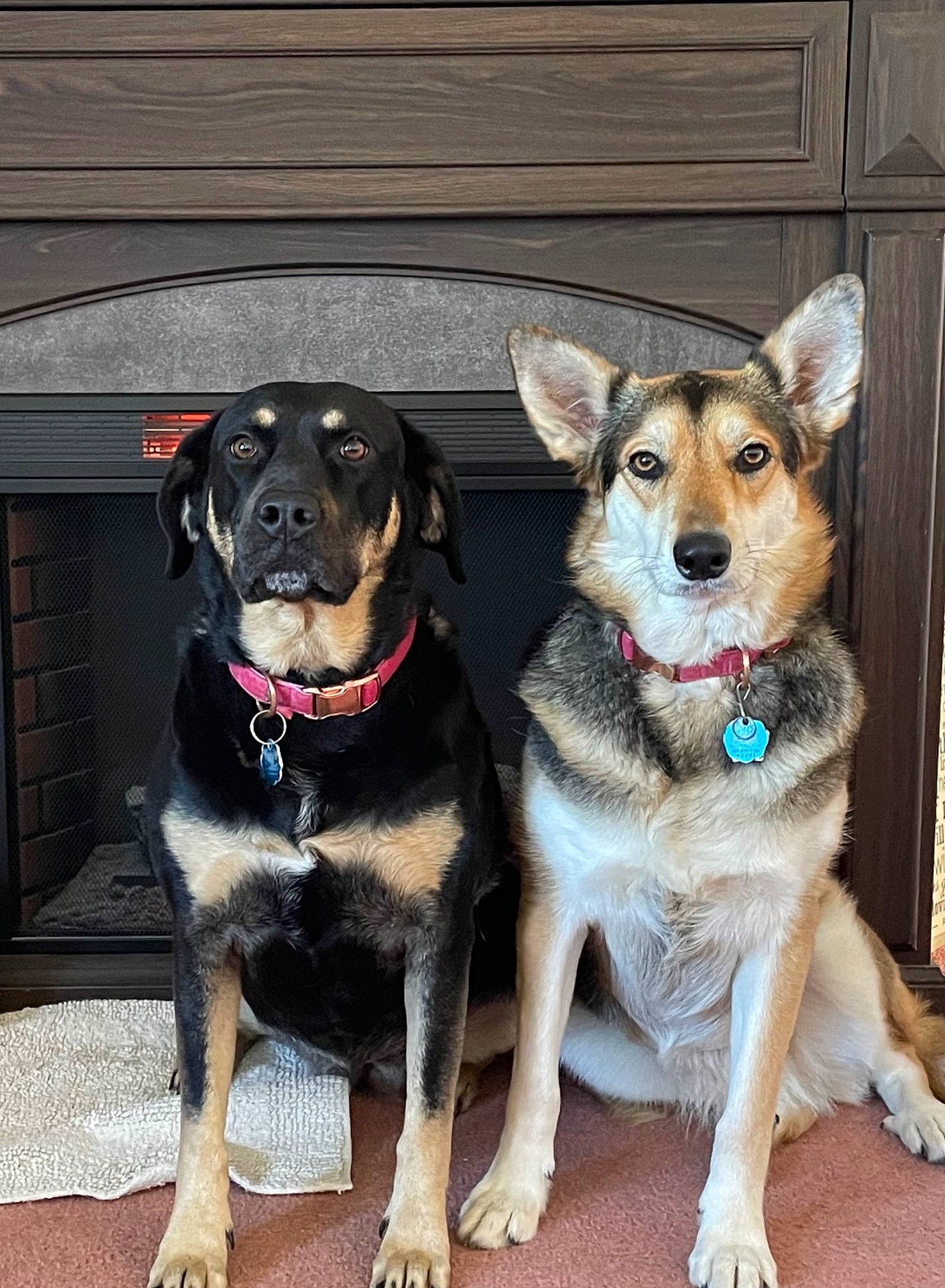 Nukka And Letti is registered to the contest to win money with this photo: canidae, carnivore, collar, companion_dog, dog, dog_breed, dog_clothes, dog_collar, dog_supply, fashion_accessory, fawn, fur, guard_dog, leash, paw, pet_supply, snout, sporting_group, working_animal, working_dog