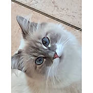 Kara a rejoint le concours — aidez-le/la à gagner de superbes lots ! animal, blue_eyes, cat, close_up, curious, cute, domestic, ears, face, feline, floor, fluffy, fur, indoor, mammal, nose, pet, portrait, soft, whiskers