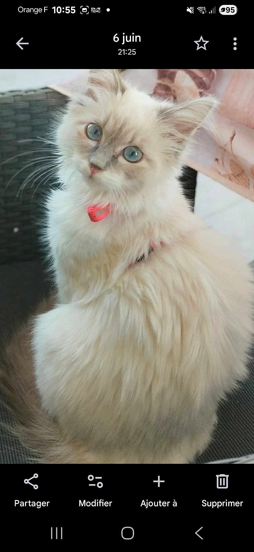 Kara a rejoint le concours — aidez-le/la à gagner de superbes lots ! cat, fluffy, white_cat, blue_eyes, pet, collar, cute, animal, feline, portrait, indoor, sitting, curious, soft_fur, closeup, domestic_cat, whiskers, ears, face, adorable