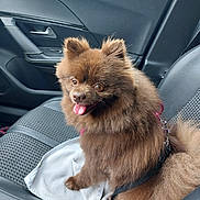 Tiana participe au concours pour gagner de l'argent avec cette photo : animal, brown_fur, car_interior, car_seat, carnivore, companion, cute, dog, domestic_animal, fur, happy, leash, pet, pomeranian, seatbelt, sitting, small_dog, tongue_out, towel, vehicle