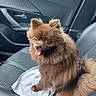 animal, brown_fur, car_interior, car_seat, carnivore, companion, cute, dog, domestic_animal, fur, happy, leash, pet, pomeranian, seatbelt, sitting, small_dog, tongue_out, towel, vehicle