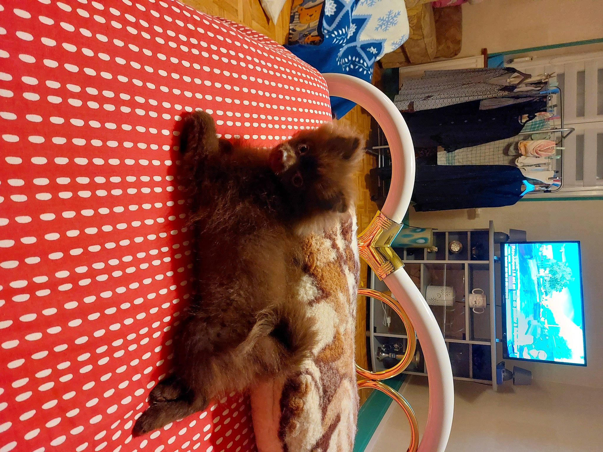 Tiana a rejoint le concours — aidez-le/la à gagner de superbes lots ! brown_bear, canidae, carnivore, claw, companion_dog, dog_breed, domestic_short_haired_cat, fawn, felidae, fur, machine, pet_supply, room, small_to_medium_sized_cats, sporting_group, tail, terrestrial_animal, whiskers, window, wood