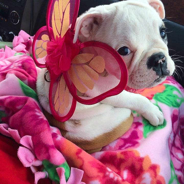 Rosie is registered to the contest to win money with this photo: