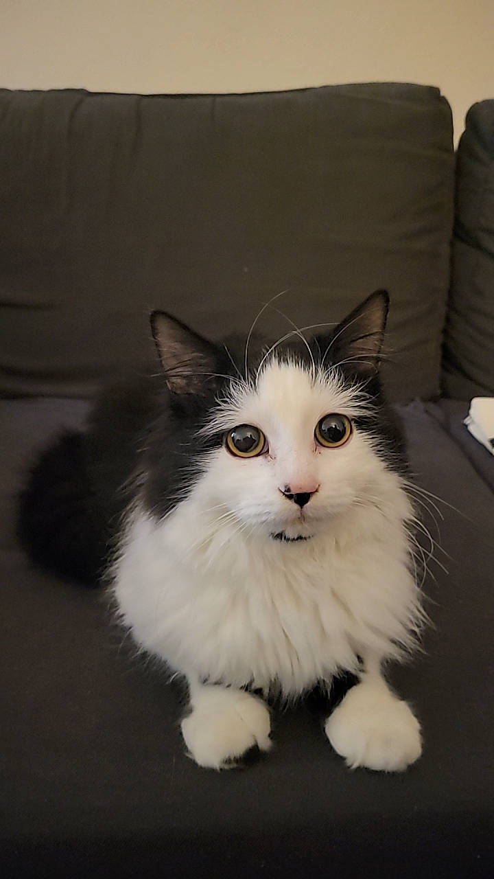 Petit Truc a rejoint le concours — aidez-le/la à gagner de superbes lots ! box, british_longhair, carnivore, cat, comfort, domestic_short_haired_cat, felidae, fur, grey, hardwood, paw, small_to_medium_sized_cats, snout, tail, whiskers