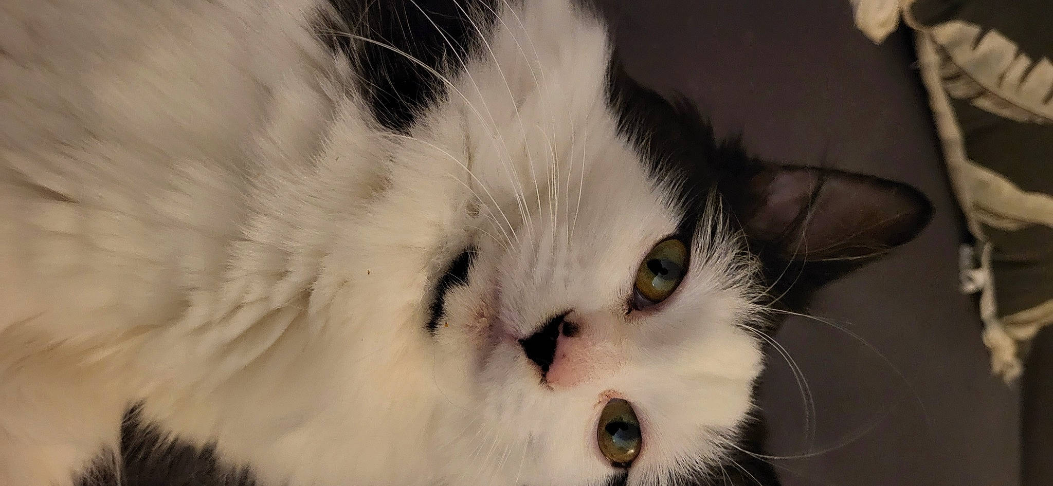 Petit Truc a rejoint le concours — aidez-le/la à gagner de superbes lots ! carnivore, cat, domestic_short_haired_cat, felidae, fur, iris, no_expression, nose, paw, small_to_medium_sized_cats, snout, whiskers