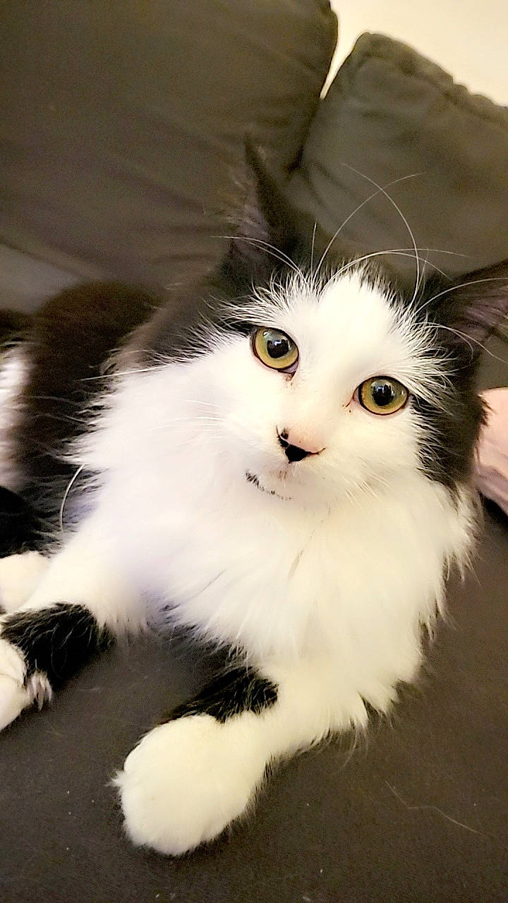 Petit Truc a rejoint le concours — aidez-le/la à gagner de superbes lots ! british_longhair, carnivore, cat, claw, felidae, foot, fur, paw, small_to_medium_sized_cats, snout, tail, terrestrial_animal, whiskers