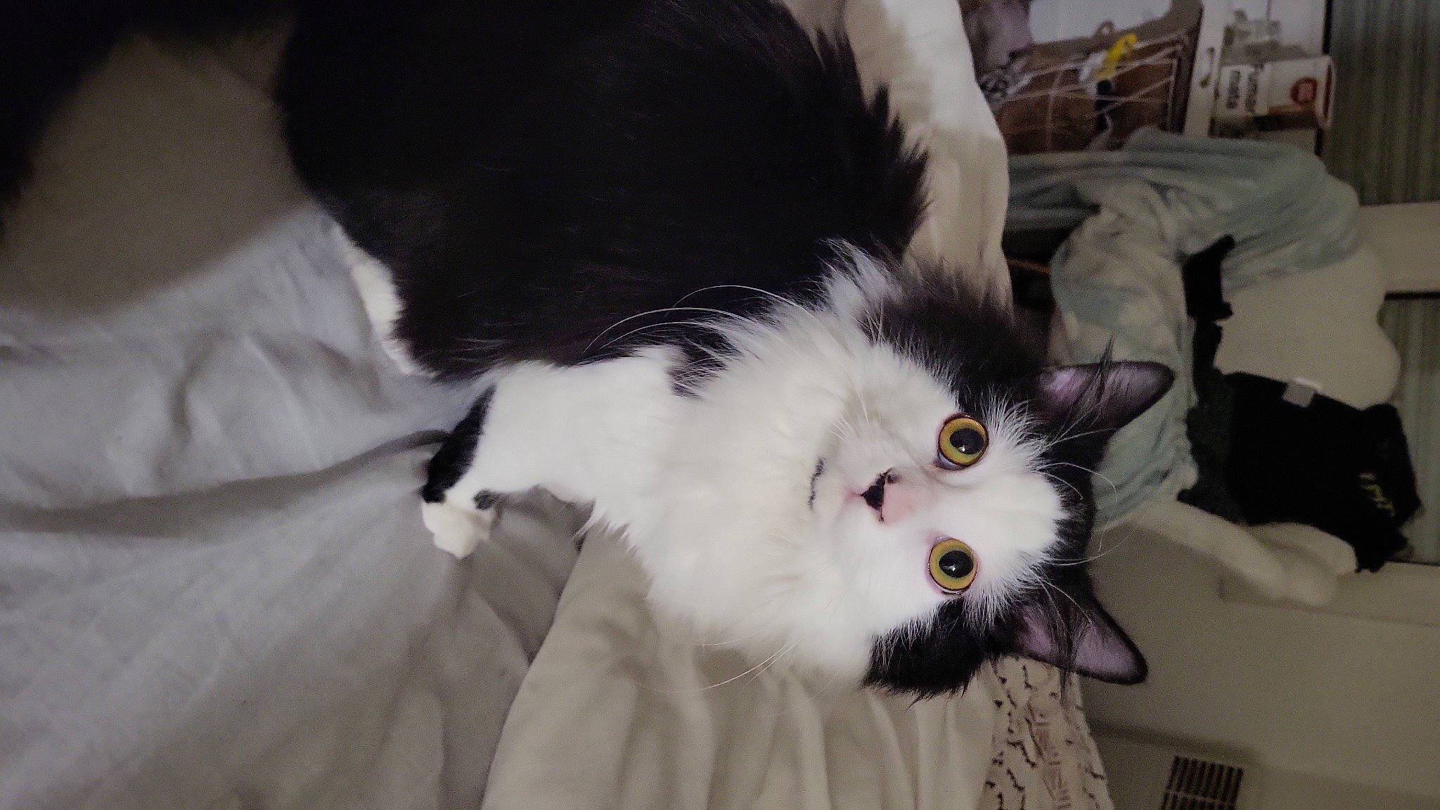 Petit Truc participe au concours pour gagner de l'argent avec cette photo : carnivore, cat, comfort, domestic_short_haired_cat, eye, felidae, fur, paw, small_to_medium_sized_cats, snout, tail, whiskers