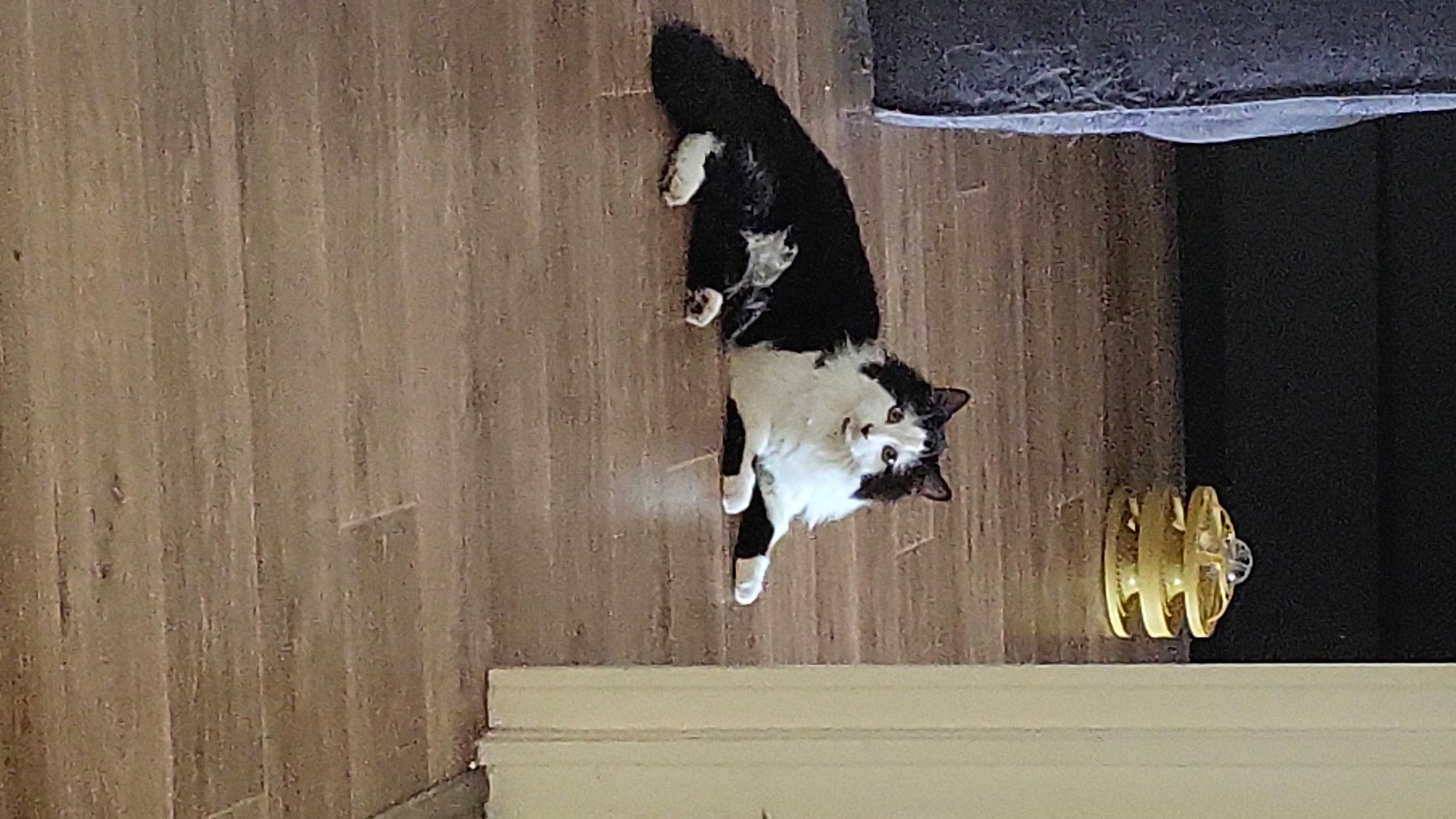 Petit Truc participe au concours pour gagner de l'argent avec cette photo : art, canidae, carnivore, cat, companion_dog, dog_breed, door, felidae, flooring, fur, hardwood, shadow, small_to_medium_sized_cats, snout, sporting_group, tail, tints_and_shades, whiskers, window, wood