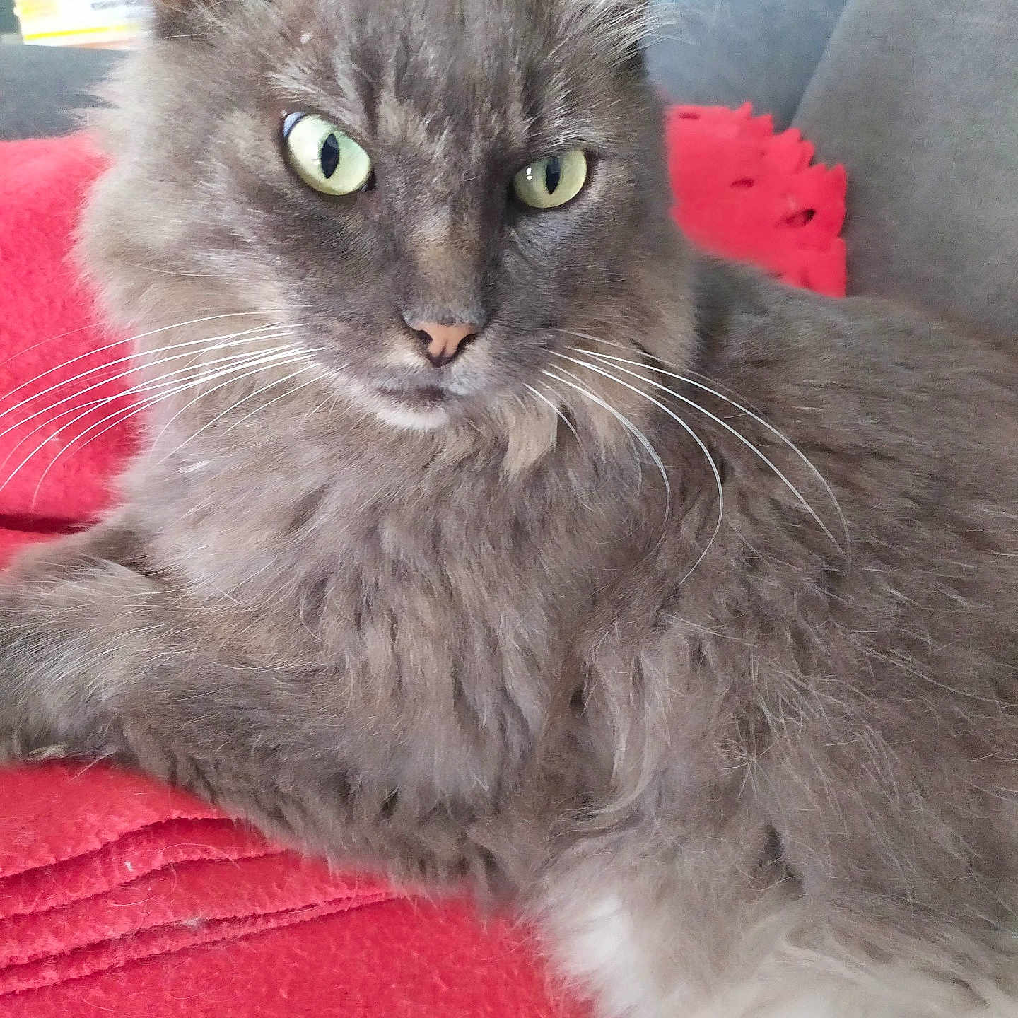Renardeau participe au concours pour gagner de l'argent avec cette photo : cat, gray_cat, fluffy, longhaired, green_eyes, whiskers, ears, feline, pet, animal, portrait, close_up, indoor, couch, blanket, red_blanket, blue_background, lying_down, alert, cute