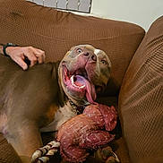 Zeus joined the competition — help win amazing prizes! animal, brown, canine, collar, companion, couch, dog, fur, hand, happy, home, indoor, paw, pet, playful, plush_toy, relaxed, smile, tongue_out, toy