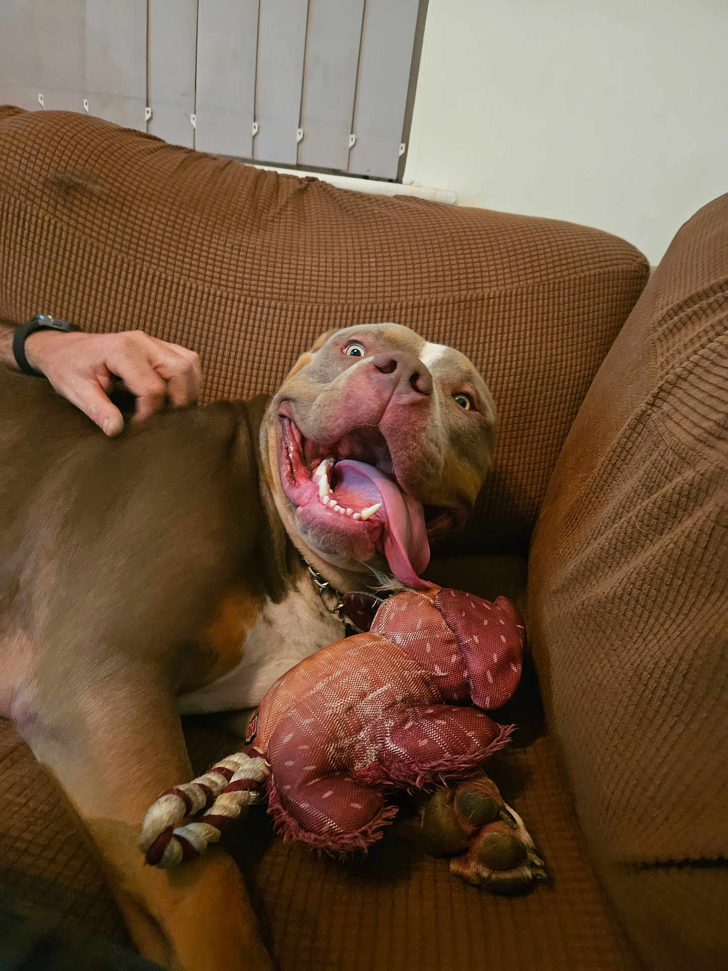 Zeus
