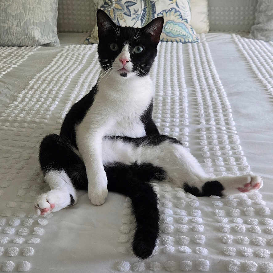 Silvestre joined the competition — help win amazing prizes! animal, bed, black_and_white, cat, cozy, curious, cute, domestic_animal, ears, feline, furniture, indoor, pet, pillow, pink_nose, portrait, relaxed, sitting, texture, whiskers