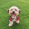 animal, canine, companion, cute, dog, fence, fluffy, fur, grass, happy, outdoor, pet, playful, portrait, red_jacket, small_dog, smiling, tongue_out, toy, yard