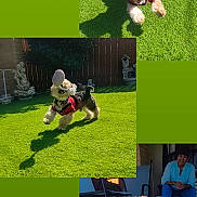 Max joined the competition — help win amazing prizes! dog, small_dog, red_harness, grass, outdoor, playful, running, jumping, toy, shadow, person, fence, garden, chair, sunlight, daylight, happy, pet, yard, active