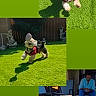 dog, small_dog, red_harness, grass, outdoor, playful, running, jumping, toy, shadow, person, fence, garden, chair, sunlight, daylight, happy, pet, yard, active