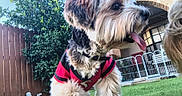 Max joined the competition — help win amazing prizes! dog, pet, yard, grass, fence, house, brick, arch, sunny, outdoor, tongue_out, happy, canine, fur, collar, jersey, garden, daylight, playful, cute