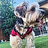 dog, pet, yard, grass, fence, house, brick, arch, sunny, outdoor, tongue_out, happy, canine, fur, collar, jersey, garden, daylight, playful, cute
