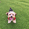 Max joined the competition — help win amazing prizes! dog, pet, grass, greenery, outdoor, happy, tongue_out, small_dog, fluffy, red_jacket, playful, cute, yard, sunlight, animal, canine, fur, standing, nature, smiling