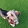 Max joined the competition — help win amazing prizes! dog, pet, grass, outdoor, happy, tongue_out, fluffy, canine, animal, walking, playful, nature, green, fur, collar, leash, summer, cute, small_dog, daylight