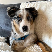 Venda participe au concours pour gagner de l'argent avec cette photo : animal, black_fur, blue_eyes, brown_fur, canine, closeup, collar, comfort, couch, dog, ears, fluffy_blanket, fur_pattern, indoors, paw, pet, portrait, relaxed, snout, white_fur