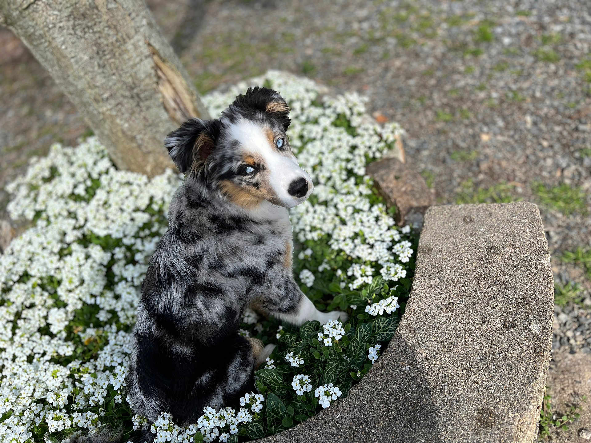 Venda a rejoint le concours — aidez-le/la à gagner de superbes lots ! animal, australian_shepherd, blue_merle, cute, dog, flowers, fur, garden, grass, greenery, looking_back, nature, outdoor, pet, puppy, stone_border, sunlight, tree_trunk, white_flowers, young_dog