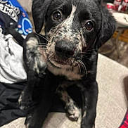 Riot joined the competition — help win amazing prizes! puppy, dog, black_and_white, speckled, cute, pet, indoor, couch, furniture, can, table, curious, closeup, whiskers, young_dog, animal, domestic_animal, looking_at_camera, sitting, household