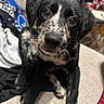 puppy, dog, black_and_white, speckled, cute, pet, indoor, couch, furniture, can, table, curious, closeup, whiskers, young_dog, animal, domestic_animal, looking_at_camera, sitting, household