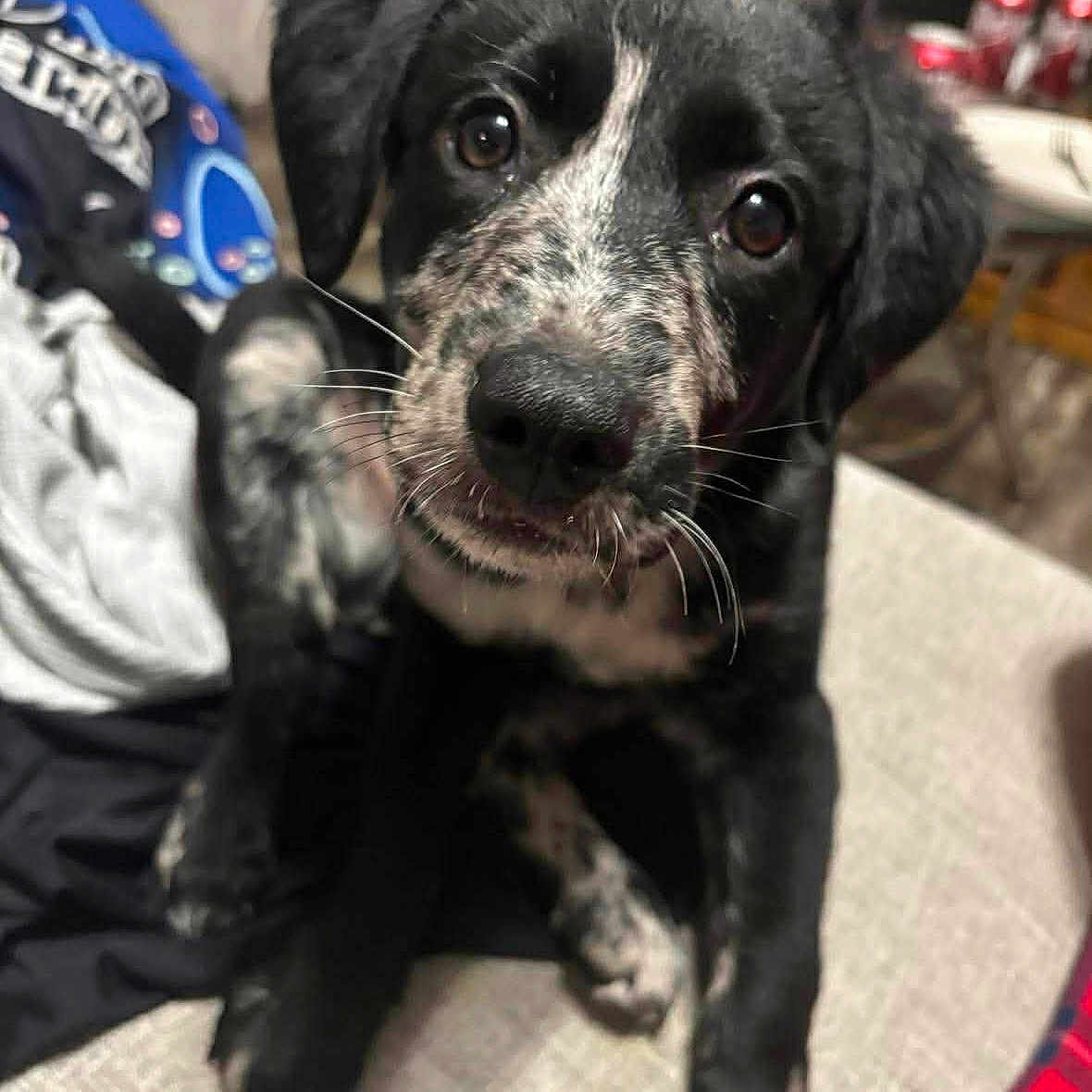 Riot joined the competition — help win amazing prizes! puppy, dog, black_and_white, speckled, cute, pet, indoor, couch, furniture, can, table, curious, closeup, whiskers, young_dog, animal, domestic_animal, looking_at_camera, sitting, household
