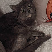 Sheyra participe au concours pour gagner de l'argent avec cette photo : blanket, cat, cozy, curious, curled_up, cute, domestic_animal, feline, fluffy, gray_cat, green_eyes, home, indoor, looking_up, pet, relaxed, resting, soft_texture, tail, whiskers