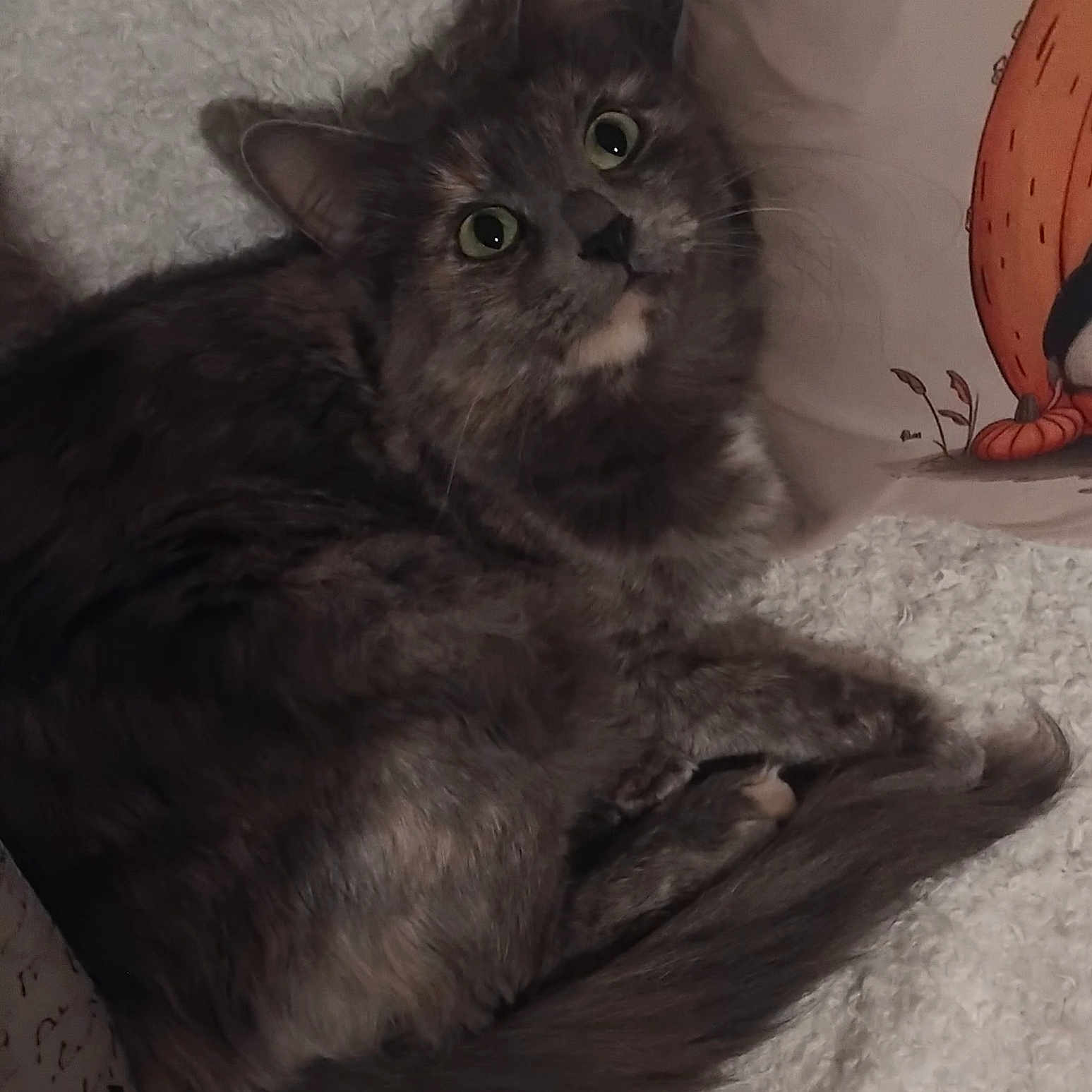 Sheyra participe au concours pour gagner de l'argent avec cette photo : blanket, cat, cozy, curious, curled_up, cute, domestic_animal, feline, fluffy, gray_cat, green_eyes, home, indoor, looking_up, pet, relaxed, resting, soft_texture, tail, whiskers