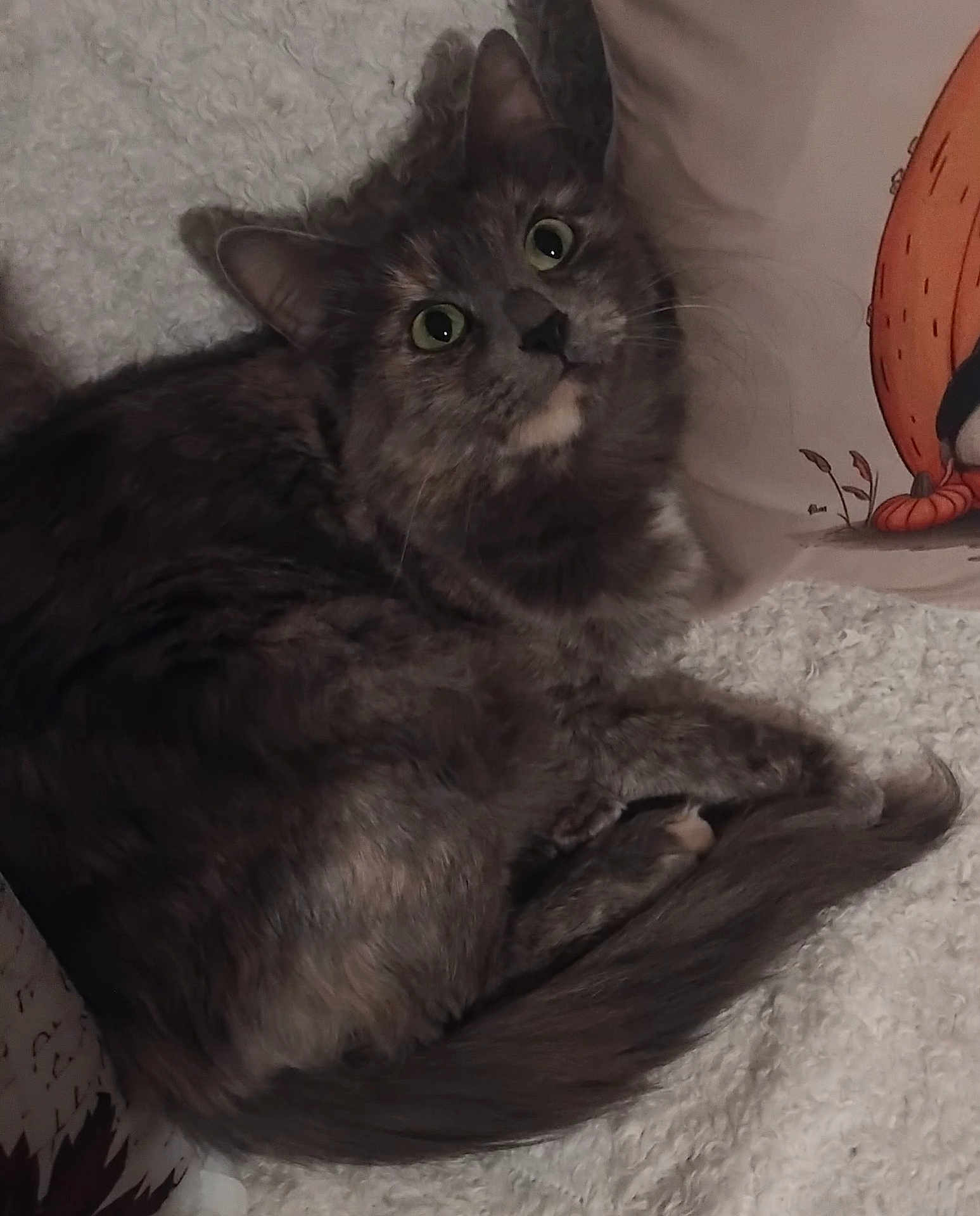 Sheyra participe au concours pour gagner de l'argent avec cette photo : blanket, cat, cozy, curious, curled_up, cute, domestic_animal, feline, fluffy, gray_cat, green_eyes, home, indoor, looking_up, pet, relaxed, resting, soft_texture, tail, whiskers