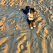 Sanka a rejoint le concours — aidez-le/la à gagner de superbes lots ! dog, bernese_mountain_dog, sand, beach, sunlight, outdoor, animal, canine, pet, lying_down, tongue_out, fur, nature, summer, daylight, texture, pattern, relaxed, playful, collar