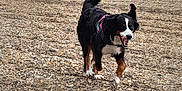 Sanka a rejoint le concours — aidez-le/la à gagner de superbes lots ! dog, bernese_mountain_dog, outdoor, field, grass, dry, happy, pet, canine, animal, tongue_out, walking, nature, daylight, fur, mammal, active, tail, black, white