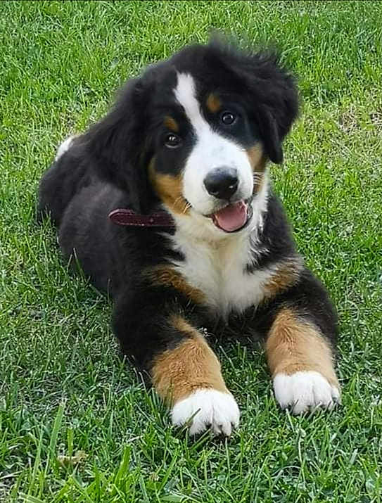 Sanka