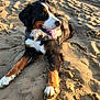 Sanka a rejoint le concours — aidez-le/la à gagner de superbes lots ! dog, bernese_mountain_dog, beach, sand, sunlight, outdoor, animal, pet, tongue_out, lying_down, fur, collar, happy, nature, summer, daylight, canine, relaxed, muzzle, paw