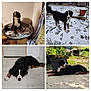 Sanka a rejoint le concours — aidez-le/la à gagner de superbes lots ! dog, bernese_mountain_dog, indoor, outdoor, snow, floor, bed, plant, potted_plant, laying_down, sitting, standing, black_fur, white_fur, brown_fur, canine, pet, animal, sunlight, home