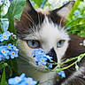 cat, kitten, animal, pet, blue_eyes, black_and_white, long_hair, face, portrait, flowers, blue_flowers, greenery, leaves, garden, outdoors, nature, close_up, whiskers, feline, colorful