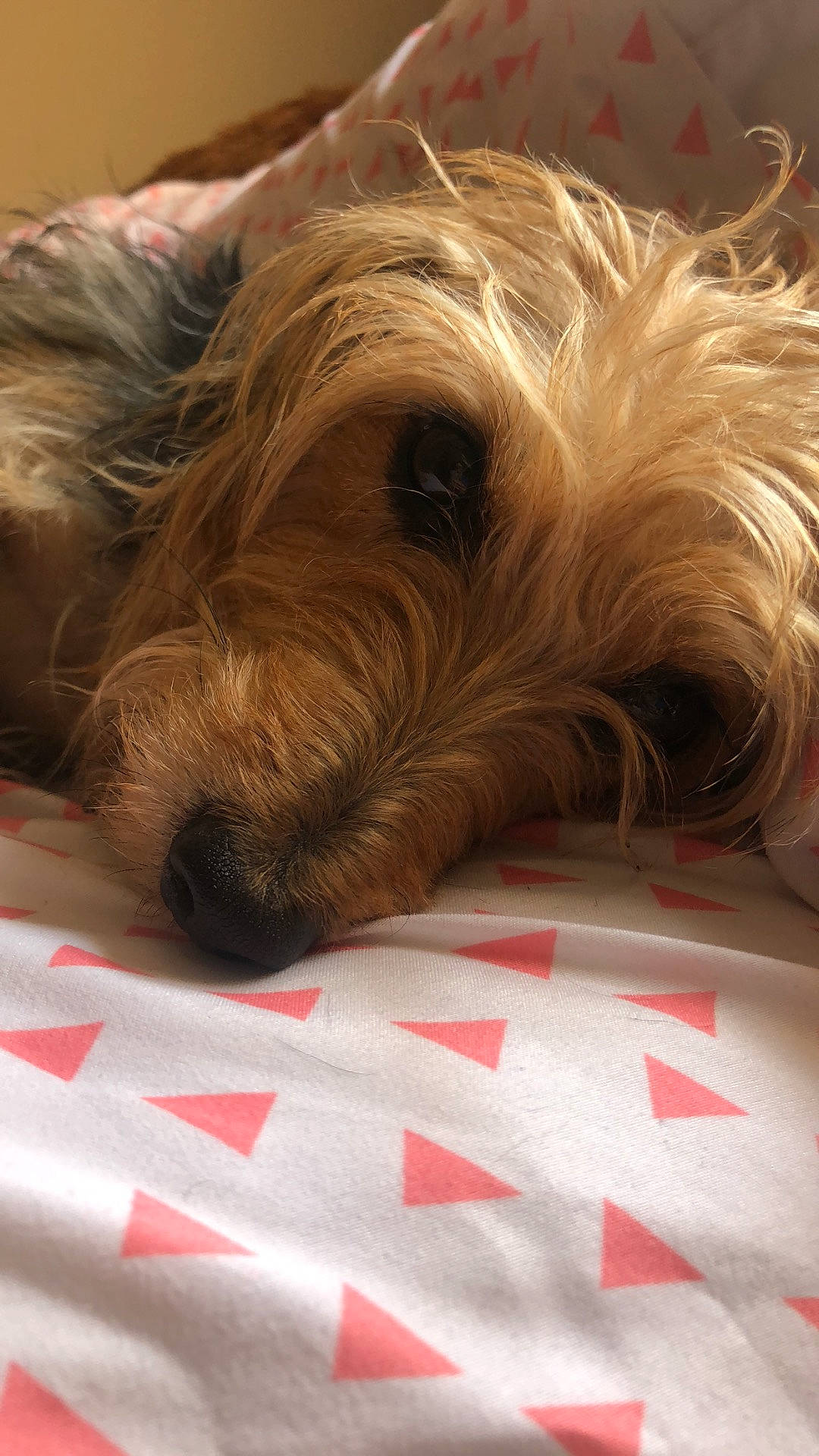 Bailey is registered to the contest to win money with this photo: australian_silky_terrier, australian_terrier, canidae, carnivore, companion_dog, dog, dog_breed, glen_of_imaal_terrier, irish_soft_coated_wheaten_terrier, mammal, norfolk_terrier, puppy, schnoodle, small_terrier, snout, sporting_lucas_terrier, terrier, tibetan_terrier, vertebrate, yorkshire_terrier