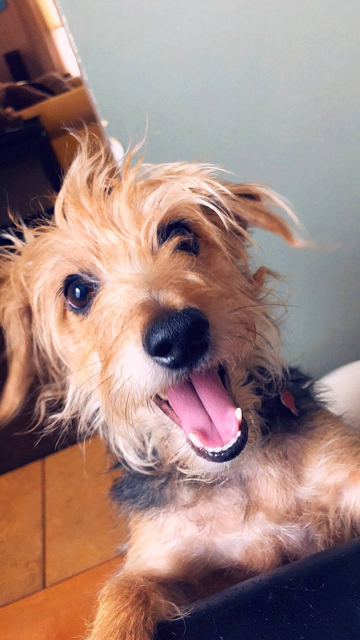 Bailey is registered to the contest to win money with this photo: australian_silky_terrier, australian_terrier, bosnian_coarse_haired_hound, cairn_terrier, canidae, carnivore, companion_dog, dog, dog_breed, dutch_smoushond, glen_of_imaal_terrier, irish_soft_coated_wheaten_terrier, mammal, norfolk_terrier, rare_breed_dog, small_terrier, snout, sporting_lucas_terrier, terrier, vertebrate