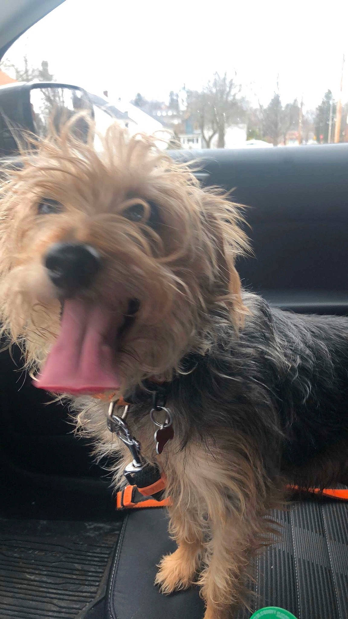 Bailey is registered to the contest to win money with this photo: australian_terrier, bosnian_coarse_haired_hound, cairn_terrier, canidae, carnivore, catalan_sheepdog, dog, dog_breed, dutch_smoushond, glen_of_imaal_terrier, irish_soft_coated_wheaten_terrier, mammal, otterhound, petit_basset_griffon_vendeen, sapsali, small_terrier, sporting_group, sporting_lucas_terrier, terrier, vertebrate