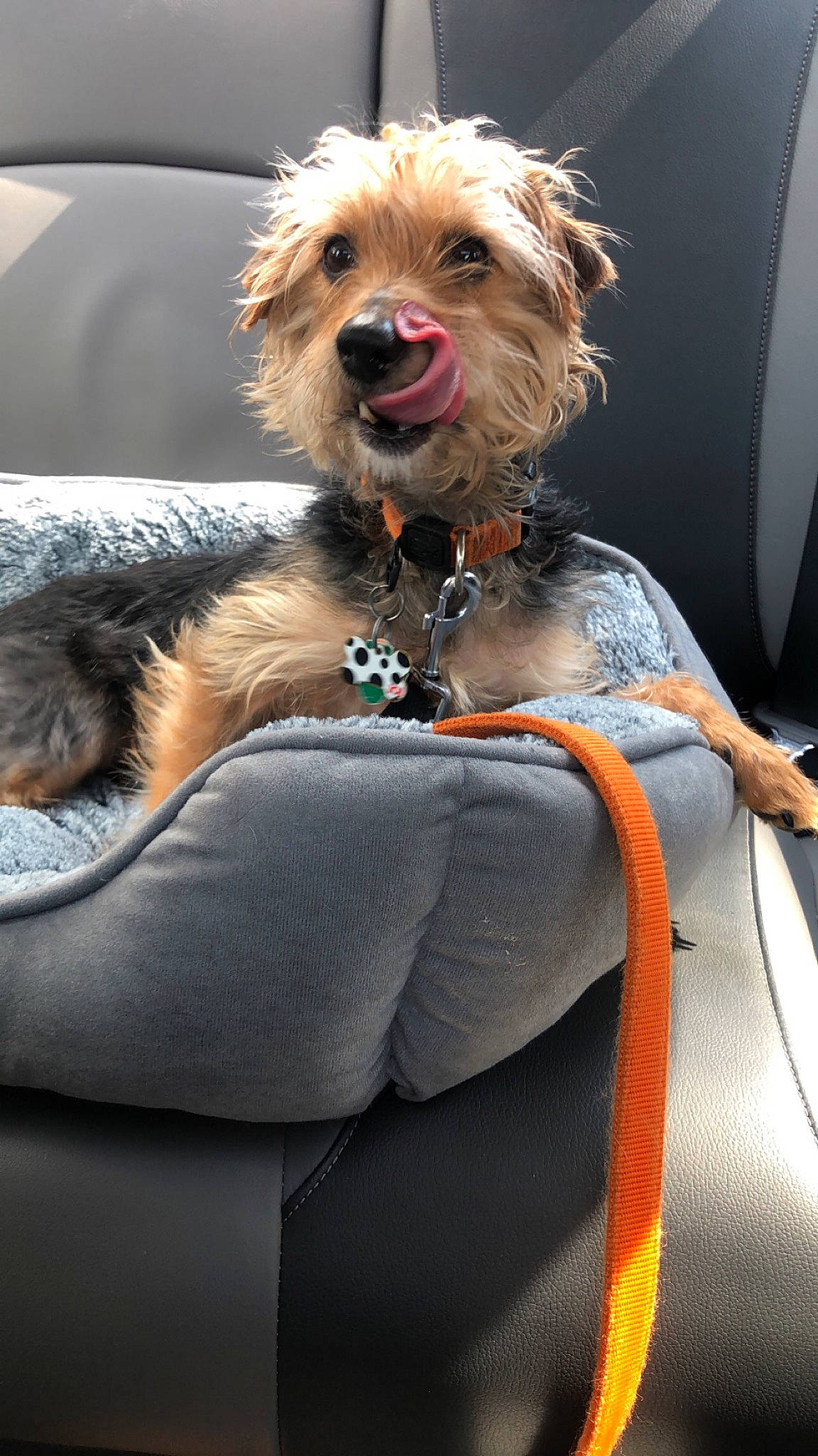 Bailey is registered to the contest to win money with this photo: australian_terrier, cairn_terrier, canidae, carnivore, companion_dog, dog, dog_breed, fur, leash, mammal, morkie, rare_breed_dog, schnoodle, small_terrier, terrier, toy_dog, yorkipoo, yorkshire_terrier