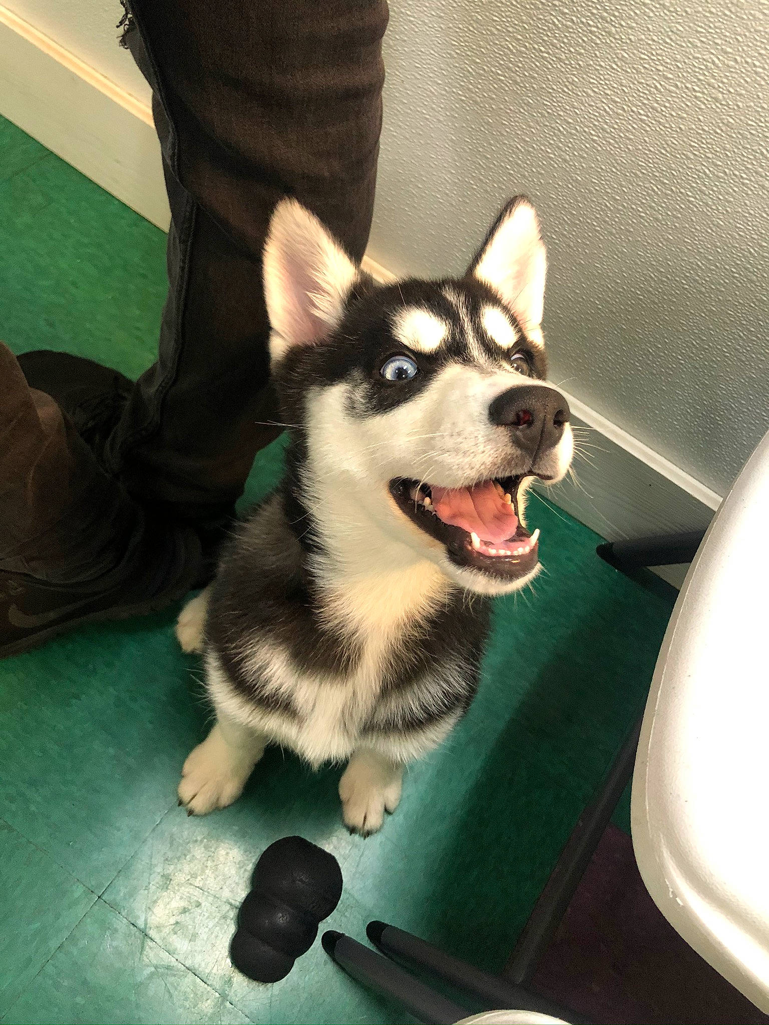 Mango joined the competition — help win amazing prizes! alaskan_klee_kai, alaskan_malamute, canidae, carnivore, dog, dog_breed, mammal, miniature_siberian_husky, northern_inuit_dog, nose, puppy, sakhalin_husky, seppala_siberian_sleddog, siberian_husky, sled_dog, snout, tamaskan_dog, vertebrate, wolfdog, working_dog