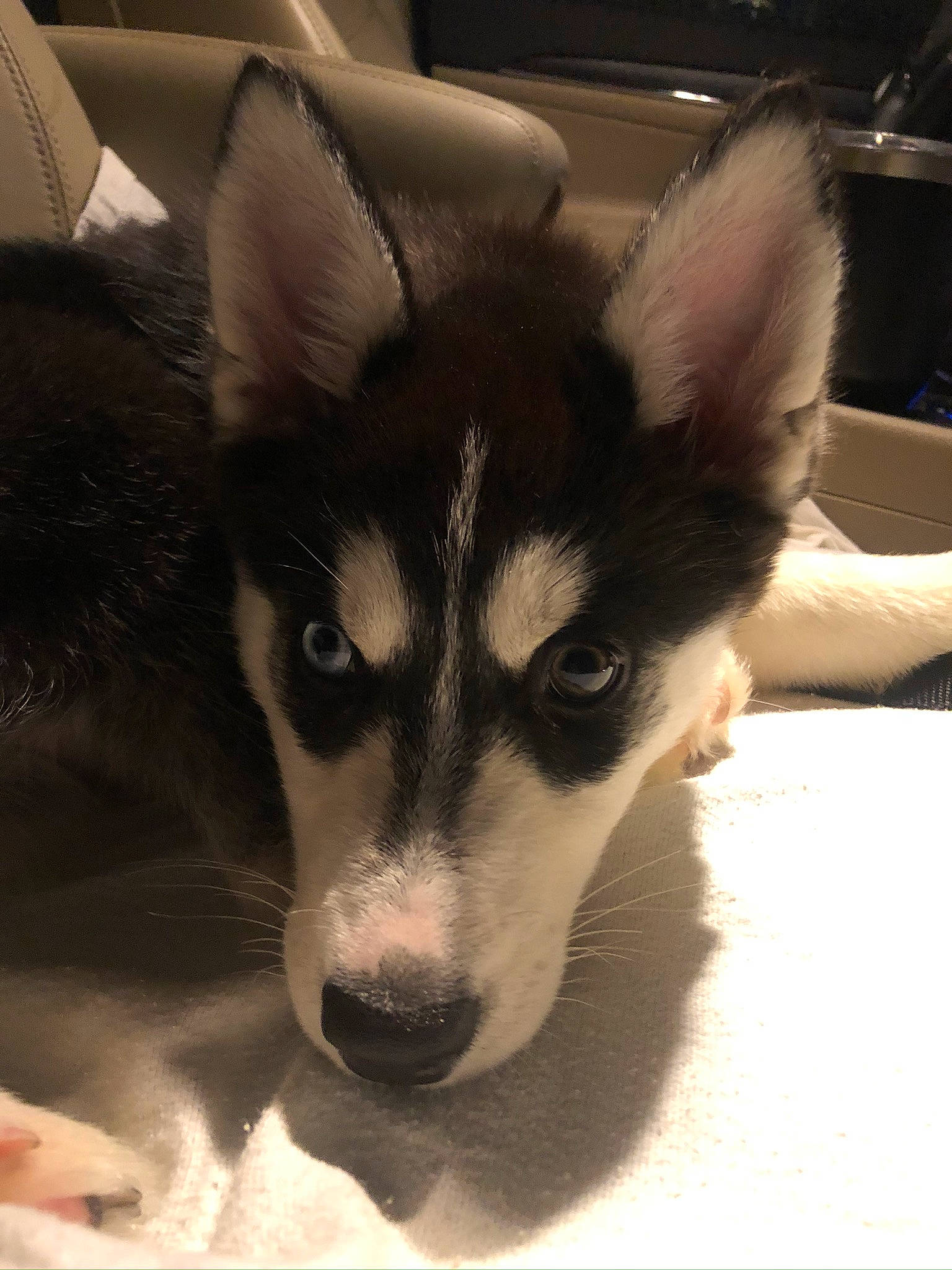 Mango is registered to the contest to win money with this photo: alaskan_klee_kai, alaskan_malamute, canadian_eskimo_dog, canidae, carnivore, dog, dog_breed, east_siberian_laika, greenland_dog, mammal, miniature_siberian_husky, nose, sakhalin_husky, seppala_siberian_sleddog, siberian_husky, sled_dog, snout, tamaskan_dog, vertebrate, wolfdog