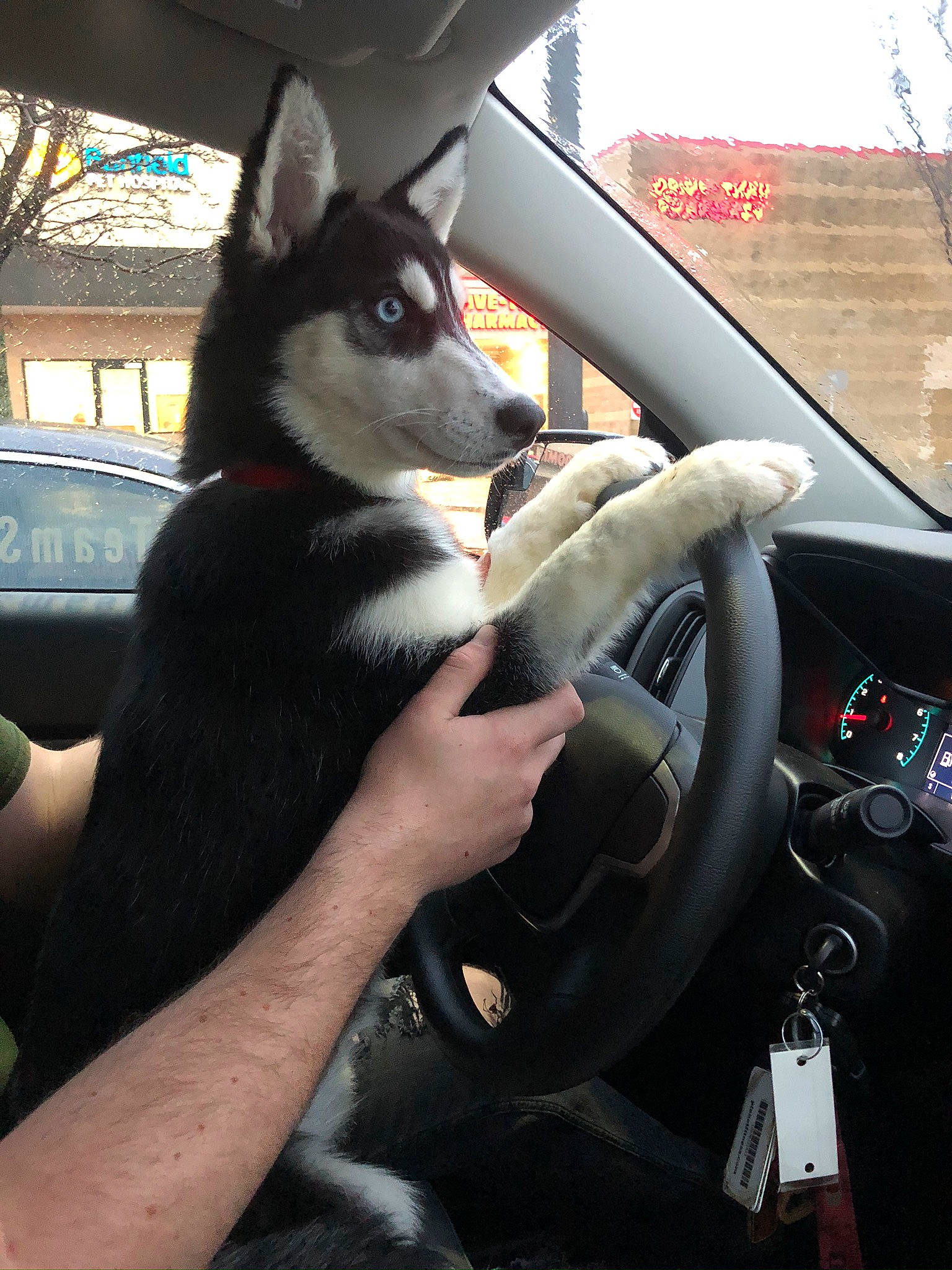 Mango is registered to the contest to win money with this photo: alaskan_klee_kai, alaskan_malamute, auto_part, automotive_exterior, canidae, car, carnivore, dog, dog_breed, driving, lapponian_herder, miniature_siberian_husky, sakhalin_husky, seppala_siberian_sleddog, siberian_husky, sled_dog, steering_part, steering_wheel, vehicle